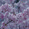 寒桜・１４