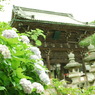 またね　長谷寺