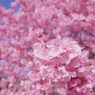 寒桜・１６