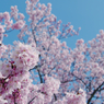 寒桜・１７
