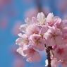 寒桜・１８