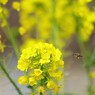 蜂「まもなく着陸します」