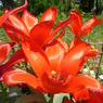 20100502昭和紀念公園