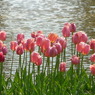 20100502昭和紀念公園
