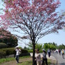 20100502昭和紀念公園