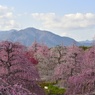 絶景！鈴鹿の梅