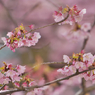 寒桜・２０