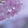 寒桜・２１
