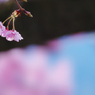寒桜・２２