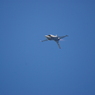 2016 三沢基地航空祭 F-16