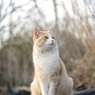 ちゃーくん