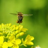 花と虫達　ミツバチ　Ⅱ