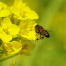 花と虫達　ミツバチ　Ⅲ