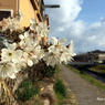 20170324_早生桜