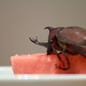 後にまわって
