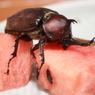横から