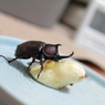 バナナはおいしいかな