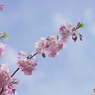江戸彼岸桜