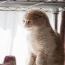 珍（チン）・ゴジラ！？...（＝ΦωΦ＝）