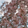 桜満開
