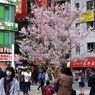 こんなところにいつから桜が