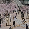 待ち合わせは桜の下で
