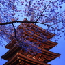 夜桜