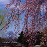 春を探して　枝垂桜