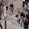 駅前の桜