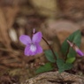 木漏れ日の花