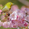 とある都市公園の桜守（サクラモリ）