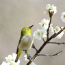 初春の肖像