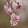 枝垂れ桜・・・