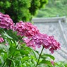 紫陽花01