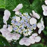 紫陽花02