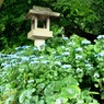 紫陽花03