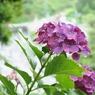 紫陽花04