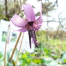 カタクリの花 1