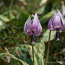 カタクリの花 4