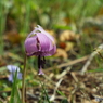 カタクリの花12