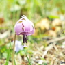 カタクリの花15