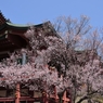 枝ぶりも良し花も良し