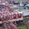 枝垂れ桜、見てますか？