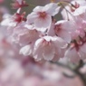 風は桜色