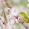早春の息吹