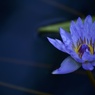 Nymphaea