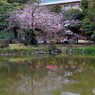 鶴の噴水がある池の桜