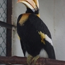 オオサイチョウ