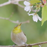 春メジロ