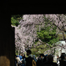 spring for tokyoites